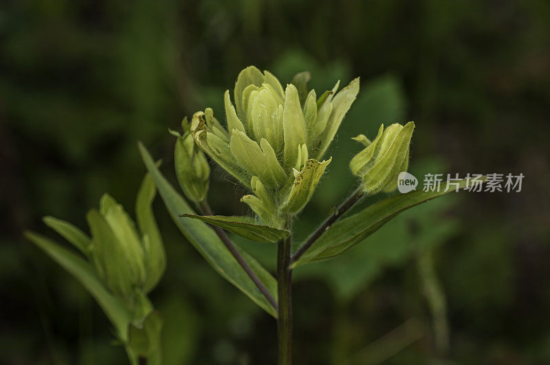 黄色印第安画笔，Unalaska印第安画笔，Castilleja unalaschensis, Chugach国家森林;威廉王子海峡;阿拉斯加州，橘科，产于亚高山草甸的黄花。